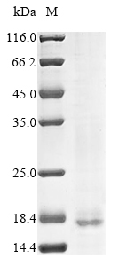 Human TMEM2 protein