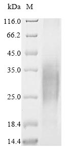 Primate TPBG protein