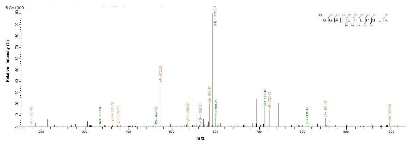 Primate TPBG protein