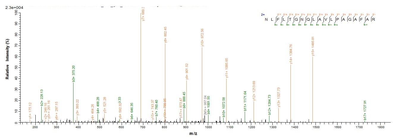 Primate TPBG protein