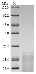 Rat Tshb protein