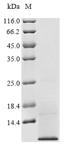 Human TSPAN2 protein