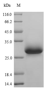 Mouse VWF protein