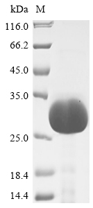 Primate OSM protein