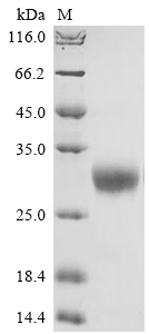 Primate OSM protein