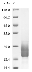Virus A33R protein