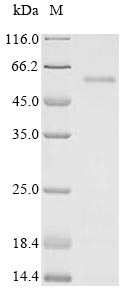 Virus vif protein