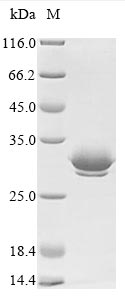Plant Viscum album Beta-galactoside-specific lectin 1 protein