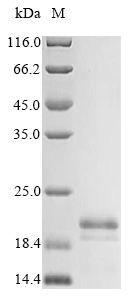 Virus Cupressus arizonica Pectate lyase 1 protein