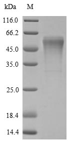Rat Try4 protein