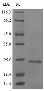 Plant DHN1 protein