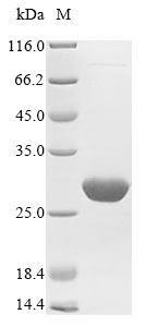 Plant Abrus precatorius Abrin-a protein