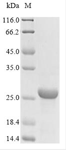 Bacteria fim3 protein