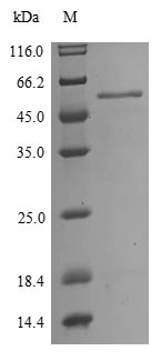 Virus NP protein