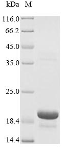 Rat Reg3b protein