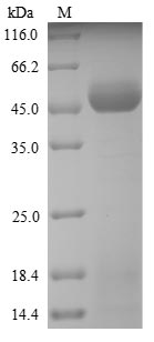 Plant Ambrosia artemisiifolia Pectate lyase 5 protein
