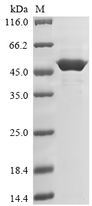 Plant EPSPS-1 protein