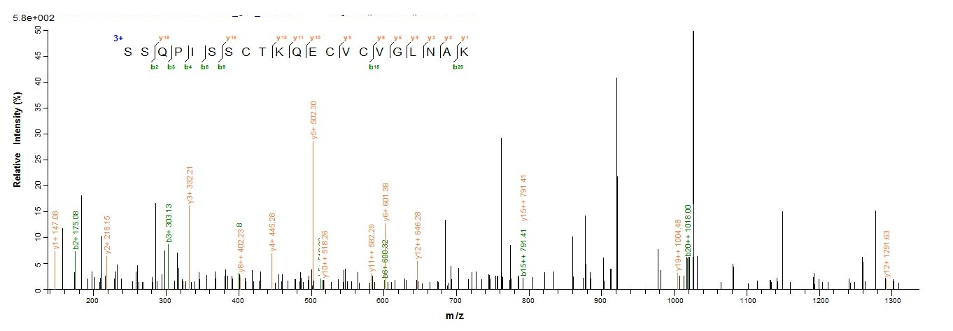 Insect Vespula vulgaris Phospholipase A1 protein