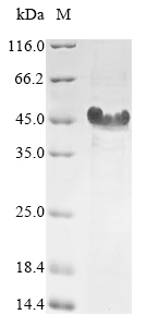 Fungi HWP1 protein
