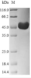 Hamster ACTB protein