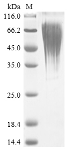 Human TDGF1P3 protein