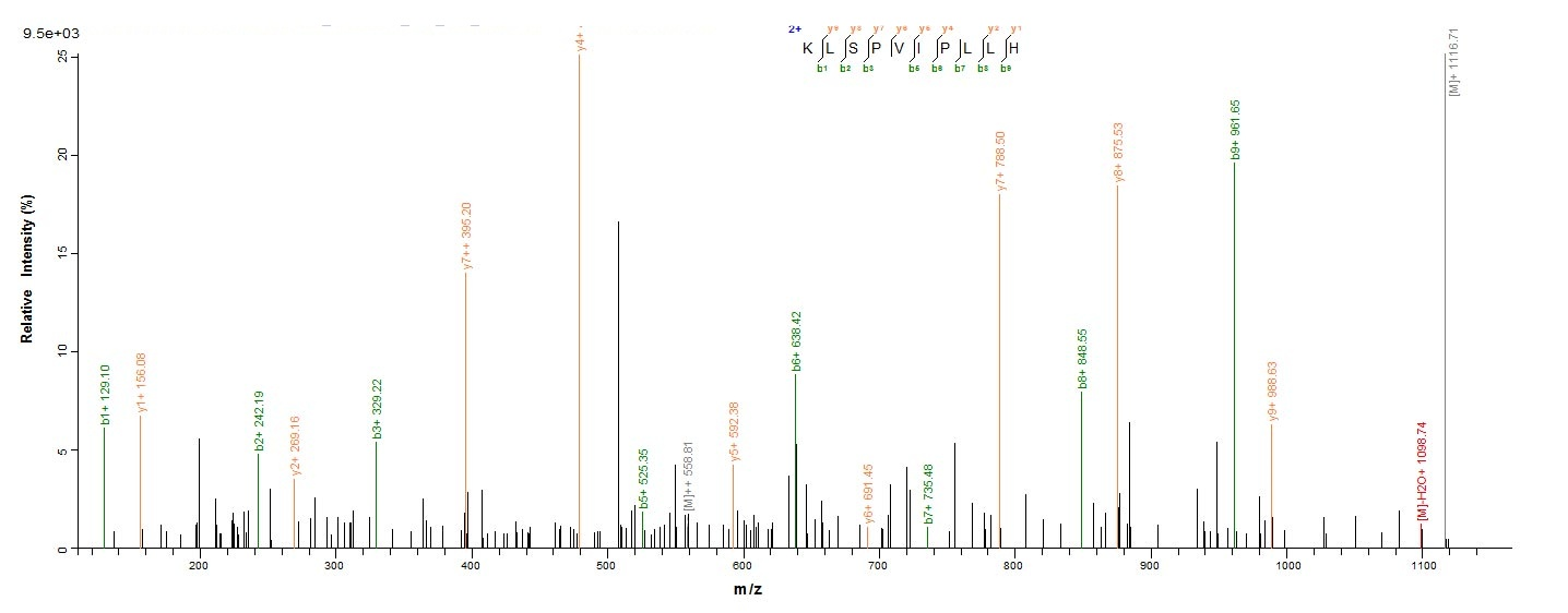 Bovine CATHL6 protein