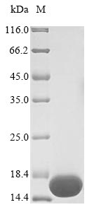 Bacteria BB3856 protein