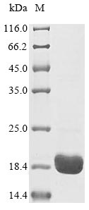 Bovine Odorant-binding protein protein