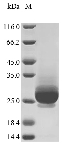 Virus VACWR088 protein