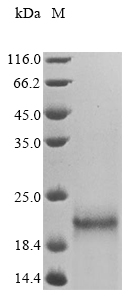 Virus E7 protein