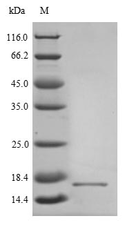 Virus A Non-structural glycoprotein 4 protein