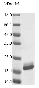 Bacteria mspA protein