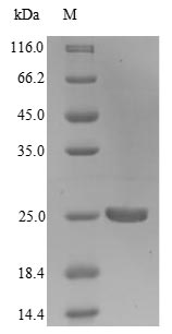 Virus mip protein