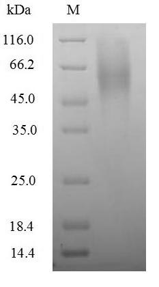 Virus A Outer capsid glycoprotein VP7 protein