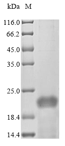 Bacteria psmA1 protein