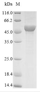 Plant UGT71C1 protein
