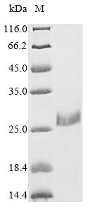 Zebrafish vwc2l protein