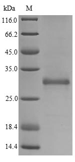 Zebrafish vwc2l protein
