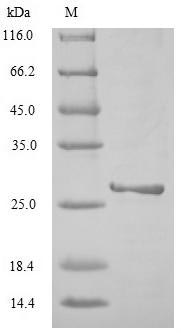 Virus Non-structural protein 1(NS) protein