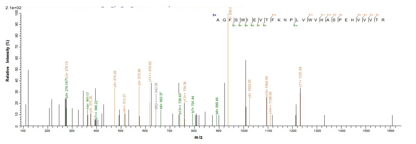 Human ITIH4 protein