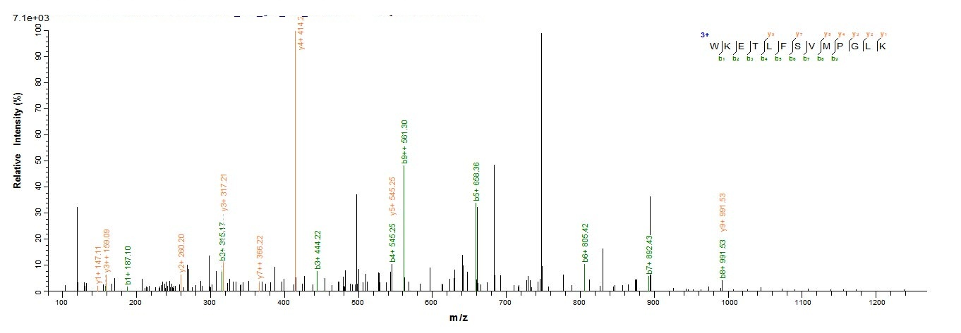 Human ITIH4 protein