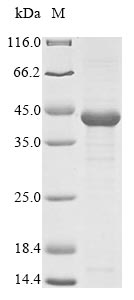 Animal Carcinoscorpius rotundicauda Limulus clotting factor C protein