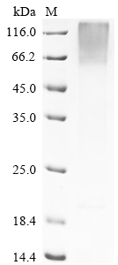 Bovine Pregnancy-associated glycoprotein 1 protein