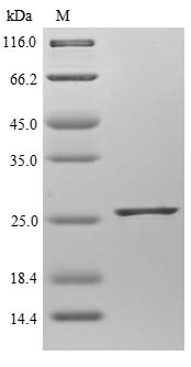 Mouse Cnrip1 protein