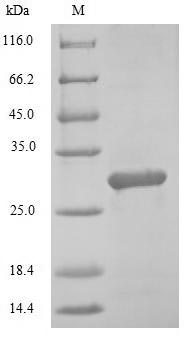 Mouse Mafk protein