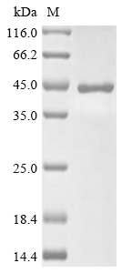 Hamster NEU2 protein