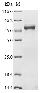 Mouse Pkdcc protein