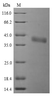 Bacteria inlA protein