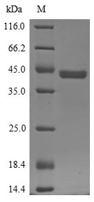 Porcine IL4R protein