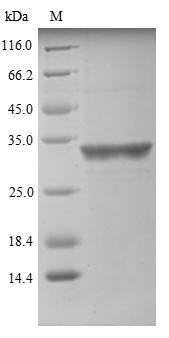Human BPHL protein